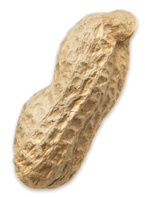 Shelled peanut