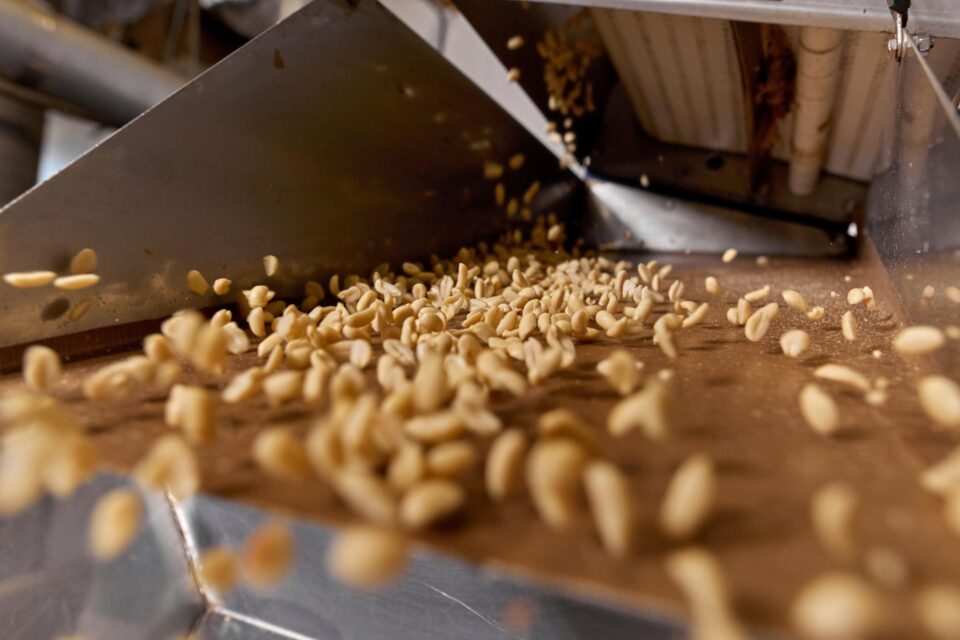 Processing and roasting of peanuts on an industrial scale
