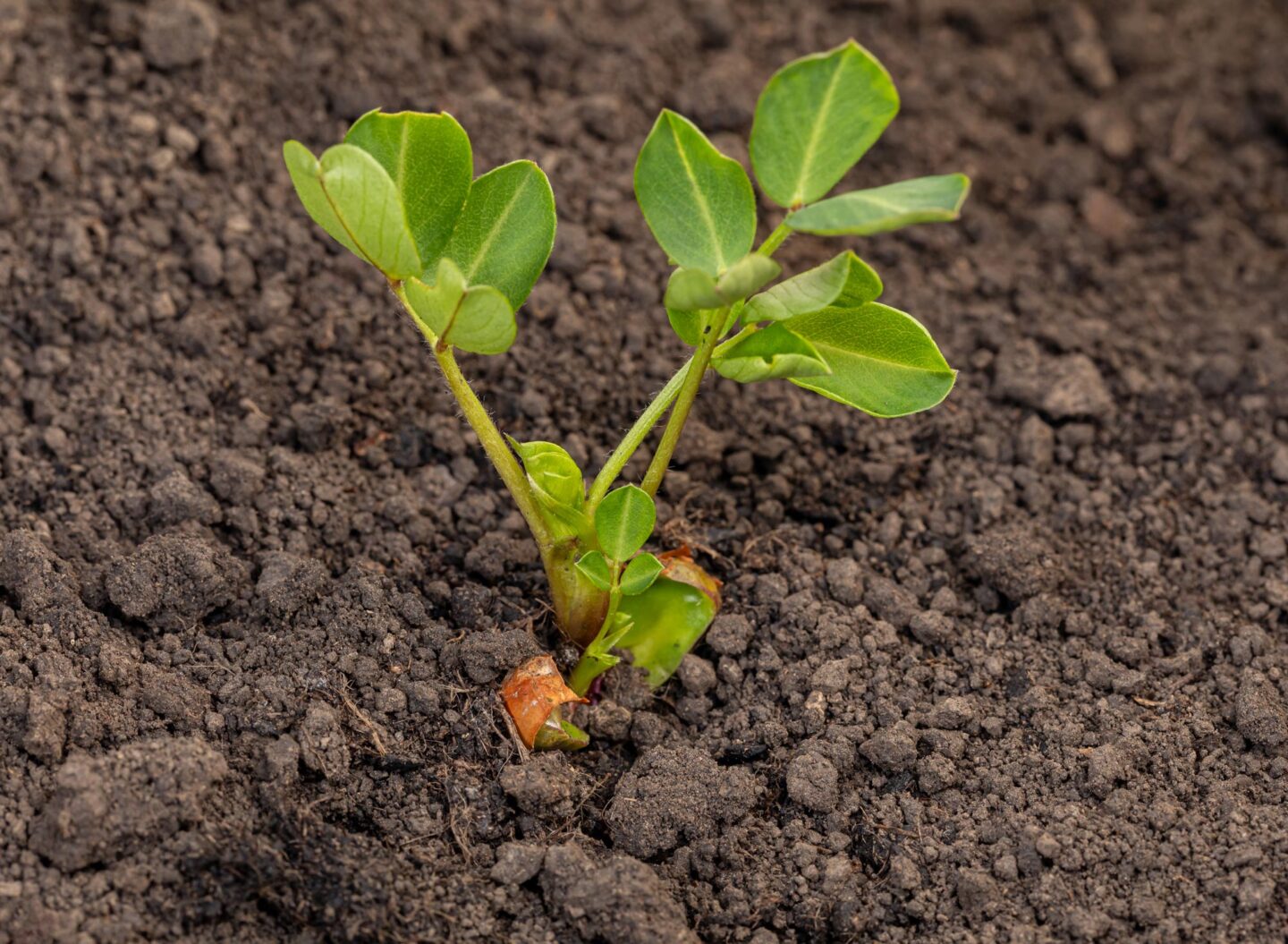 Peanut plant emerging in field