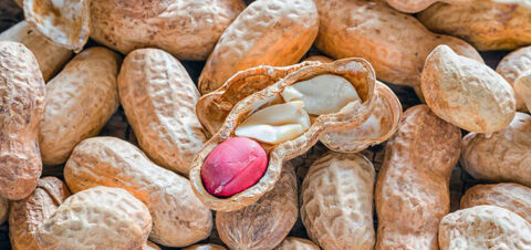 unshelled peanut cut in half.