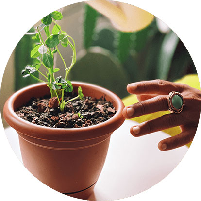 a peanut plant in a small vase