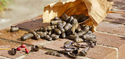a paper bag filled with boiled peanuts on top of a brick wall.