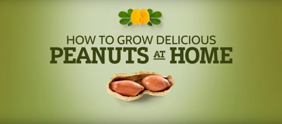 How to Grow Delicious Peanuts at Home