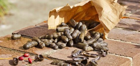 a paper bag full of boiled peanuts.
