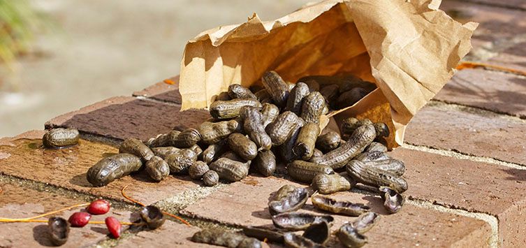 a paper bag full of boiled peanuts.