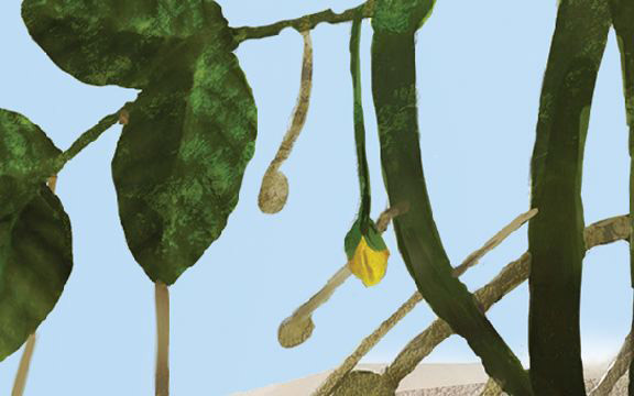 illustration of a peanut peg