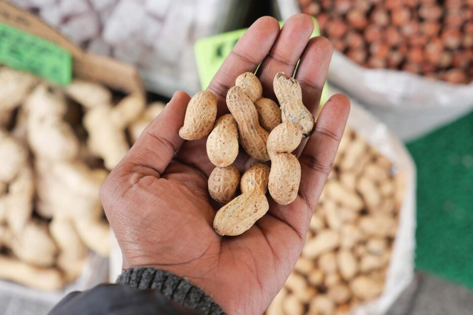 Close-up of a hand holding peanuts in the shell