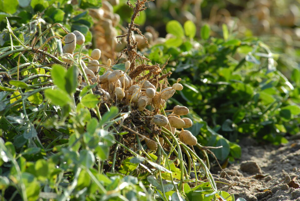 Photo of uprooted peanuts surrounded by peanut plant leaves